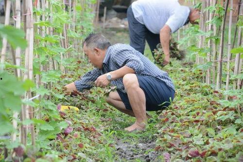 王大爷北湖吃瓜视频,揭秘夏日消暑新潮流