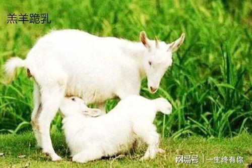小羊吃瓜视频在线观看,萌宠趣味瞬间，在线观看欢乐无限