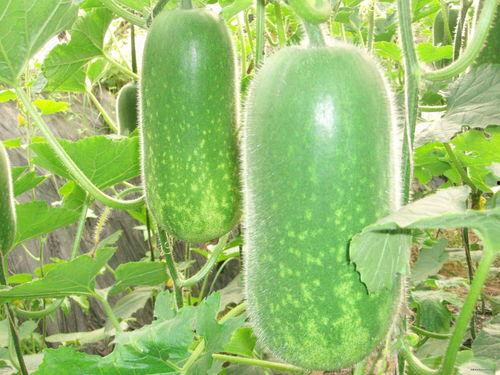 北艺最新吃瓜视频大全集,揭秘校园风云，笑料百出