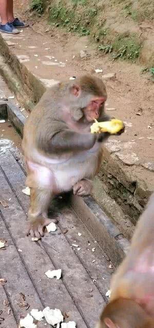 猴子吃瓜视频完整版,趣味横生的完整版视频解析