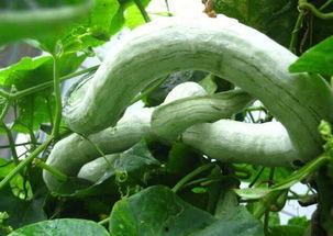 长蛇瓜怎样吃最好视频,视频教你如何烹饪长蛇瓜